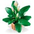 Конструктор LEGO® Botanicals Viirivehka 11504