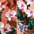 Конструктор LEGO® Botanicals Орхидея 10311 Конструктор LEGO® Botanicals Орхидея 10311
